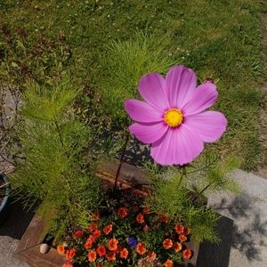 Meet your Posher, Molly